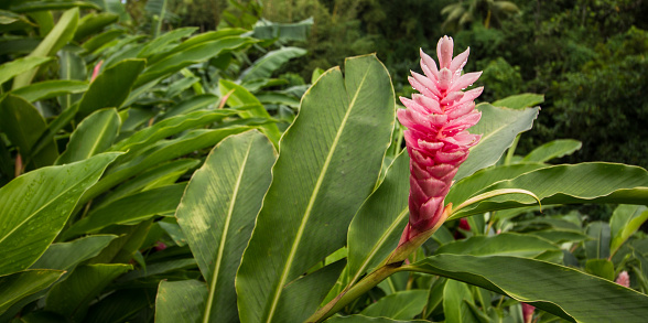 Japanese frangipani flower.