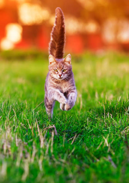 istock striped young cat runs fast on a bright green summer meadow on a Sunny day with its paws raised high 1071468296