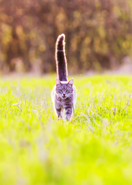 istock striped young cat important walks on a bright green spring meadow on a Sunny day and meows loudly 1071468366