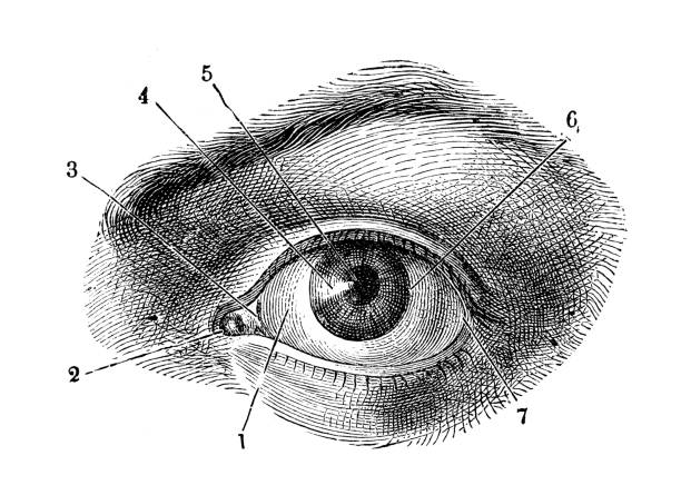 illustrazioni stock, clip art, cartoni animati e icone di tendenza di illustrazione antica dell'anatomia del corpo umano: occhio umano - biomedical illustration