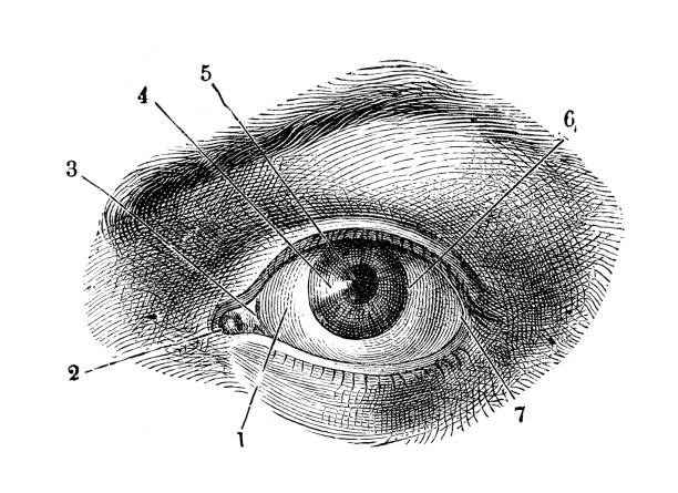 antyczne ilustracji ludzkiej anatomii ciała: ludzkie oko - human muscle the human body anatomy body stock illustrations