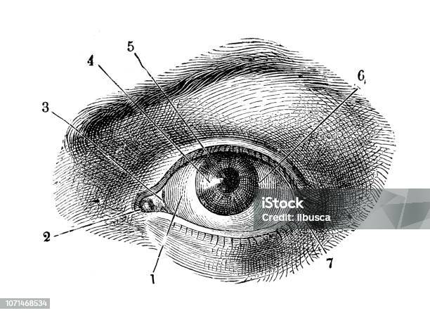 Antique Illustration Of Human Body Anatomy Human Eye Stock Illustration - Download Image Now