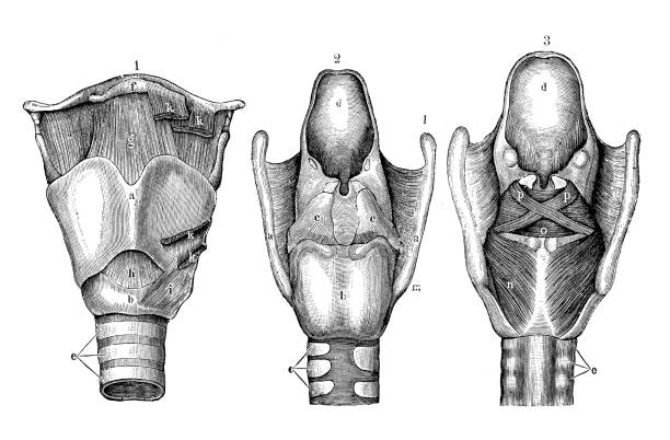 antyczne ilustracje ludzkiej anatomii ciała: krtań - human muscle the human body anatomy body stock illustrations