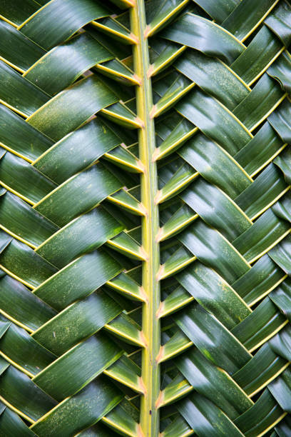 istock Woven green coconut leaves texture 1071470288