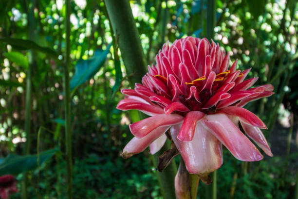 Beautiful flower in a tropical forest of the caribbean