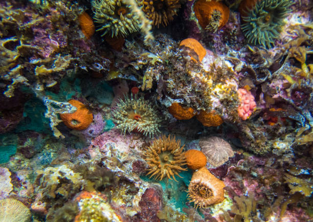 istock Colorful anemones on natural see wall 1071470786
