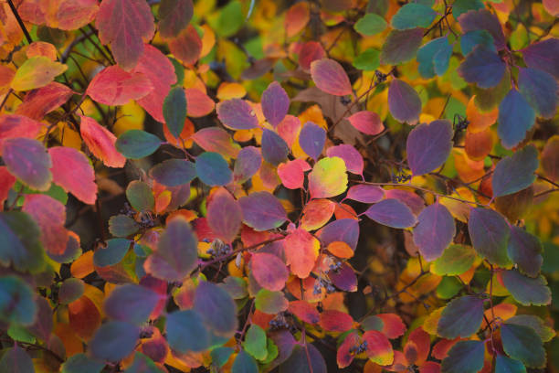 Colorful autumn leaves background pattern.