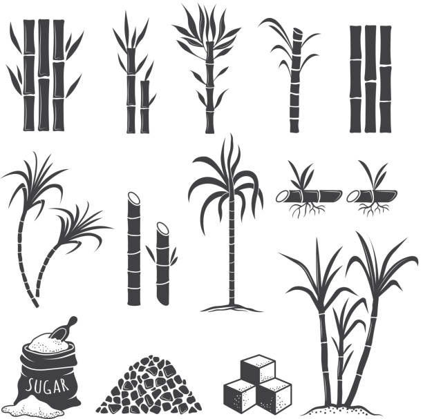 ilustrações, clipart, desenhos animados e ícones de símbolos de fazenda de cana de açúcar. doces campo planta colheita moagem vector coloridas ilustrações isoladas no fundo branco - sugar leaf