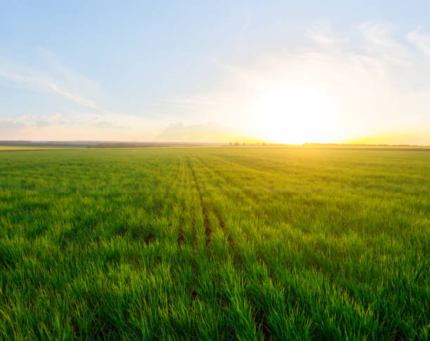 istock green summer field scene at the sunset 1071476960