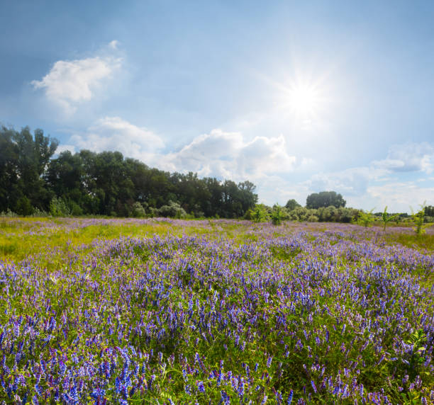 istock summer prairie with flowers under a sparkle sun 1071477116