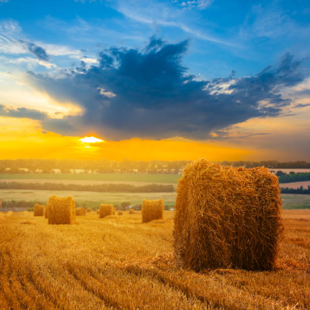 istock summer wheat field after a harvest at the sunset 1071477124