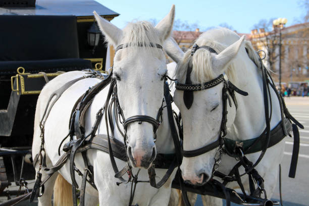 istock Two white horses in harness close-up 1071477350