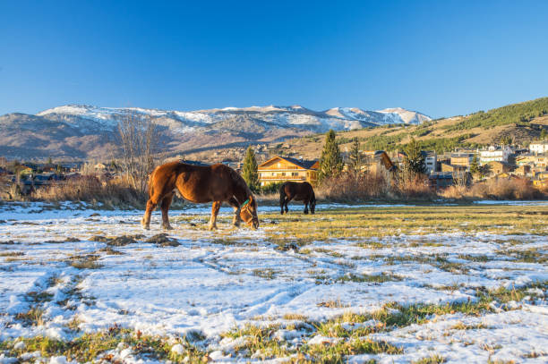 Horses pasturing in the snow in Llivia, Girona, Spain llivia stock pictures, royalty-free photos & images