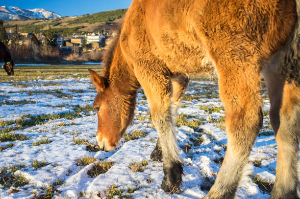 Horses pasturing in the snow in Llivia, Girona, Spain llivia stock pictures, royalty-free photos & images