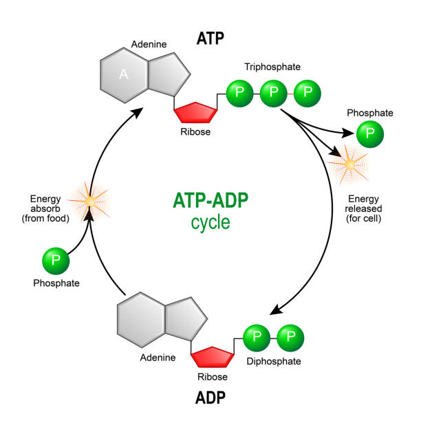 illustrazioni stock, clip art, cartoni animati e icone di tendenza di ciclo adp atp. trasferimento di energia intracellulare. - science botany chemistry formula