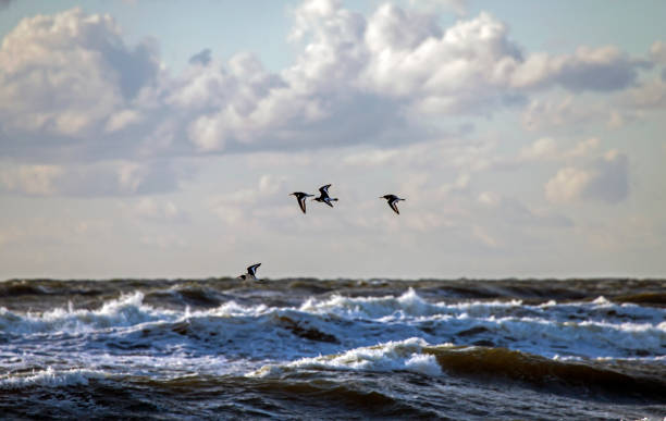 Eurasian oystercatcher (Haematopus ostralegus) on the Balticsea, Lithuania.