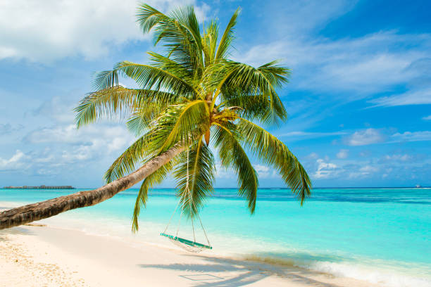 istock Wooden swing on a rope on a palm tree 1071486450