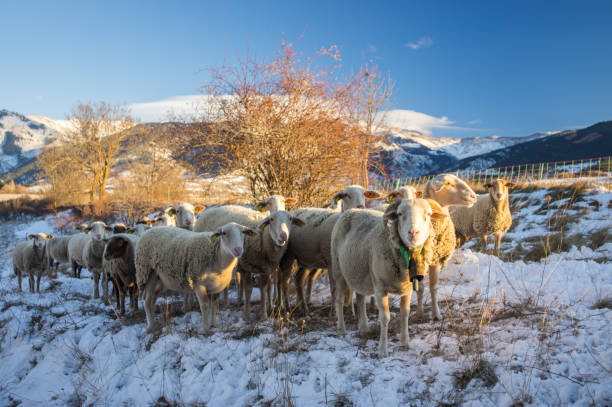 istock Sheep pastures in the snow 1071486744