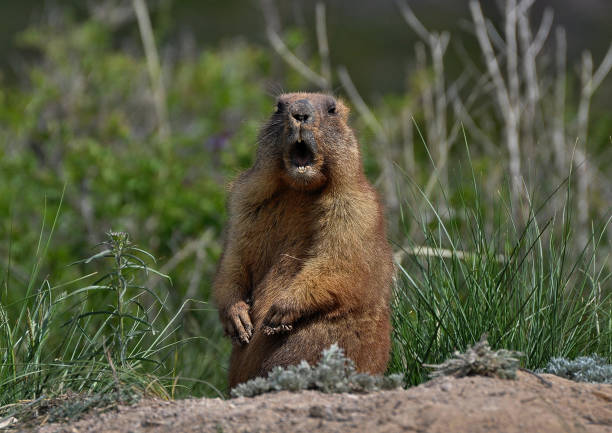 marmota salvaje. - groundhog fotografías e imágenes de stock