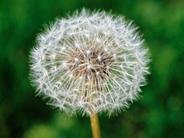 istock Seed head of dandelion 1071490320