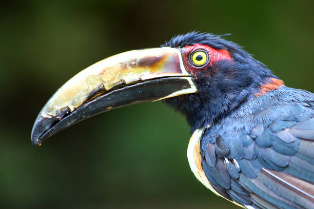 istock The head and beak of a Collared Aracari 1071490346