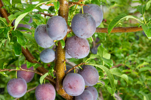istock ripened plum close-up on a tree branch with leaves. Fruit farm concept, harvesting, toning 1071490604