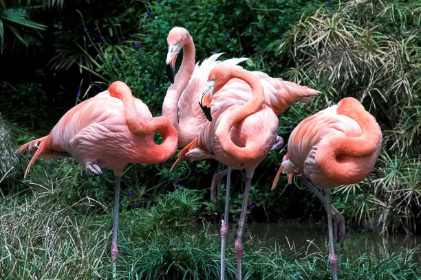 istock Four flamingoes resting at midday 1071490732