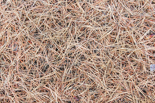 Dry old pine needles on the ground as background