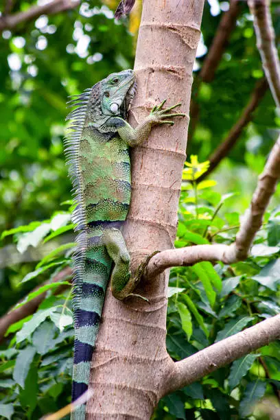 Photo of Green iguana climbing a tree