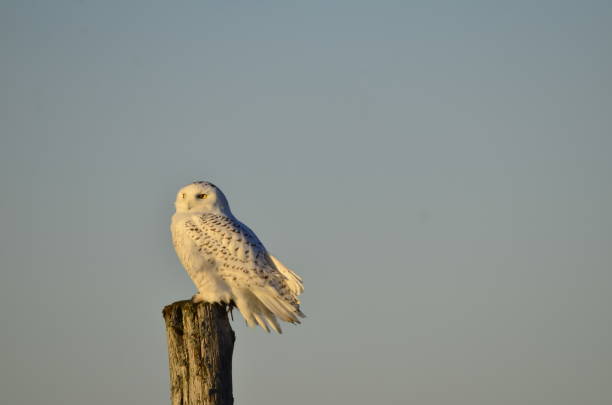 istock Snowy owl sitting on wooden post 1071492232