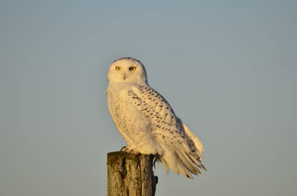 istock Snowy owl sitting on wooden post 1071492236