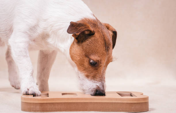 Dog playing sniffing puzzle game for intellectual and nosework training Jack Russell Terrier sniffing treat inside brain toy animal internal organ photos stock pictures, royalty-free photos & images