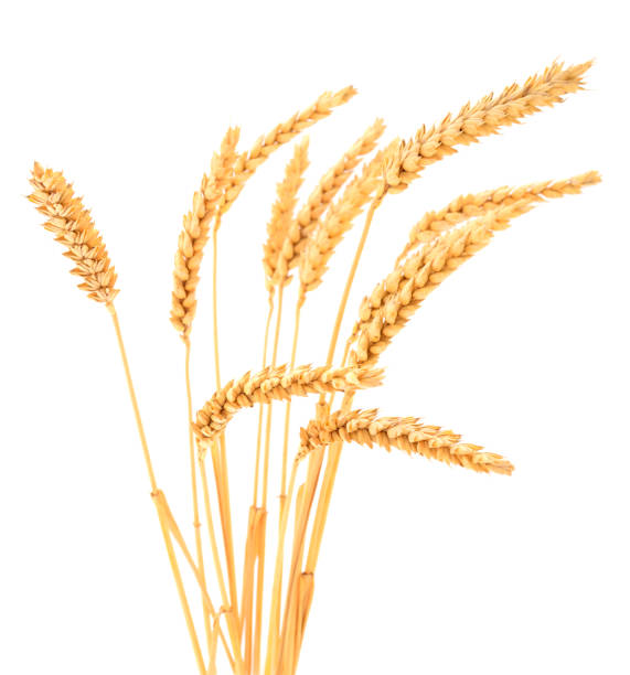 istock Ripe ears of wheat. 1071498494