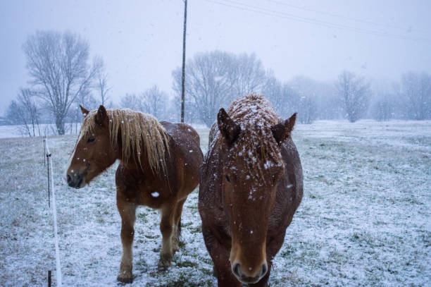 istock Horse beauties and the snowfall 1071499028
