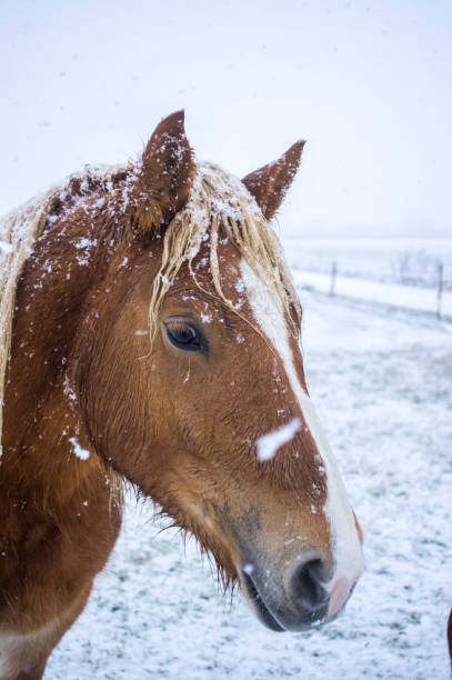 istock Horse beauties and the snowfall 1071499046