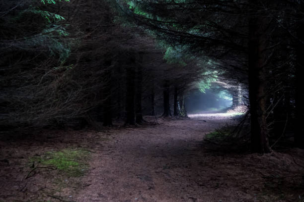 Free Stock Photo of Dark Path Cutting Through Forest | Download Free ...
