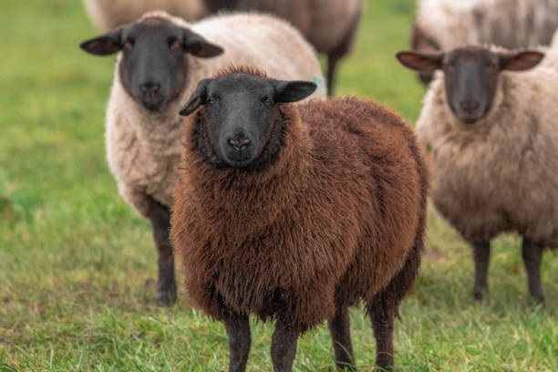 istock A Brown Sheep with White Sheep in Ireland 1071500844