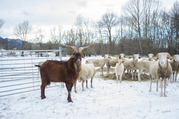 istock Guard of the territory 1071502116