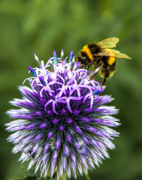 Bumblebee Collecting Nectar On Top Of Purple Flower stock photo