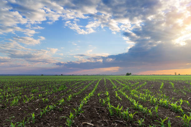 istock the seeds of the future harvest 1071504652