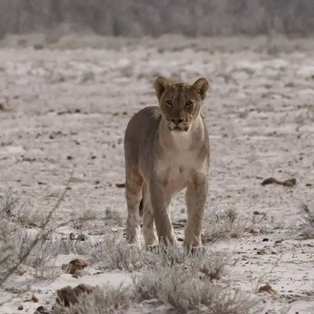 Photo of Lioness namibia