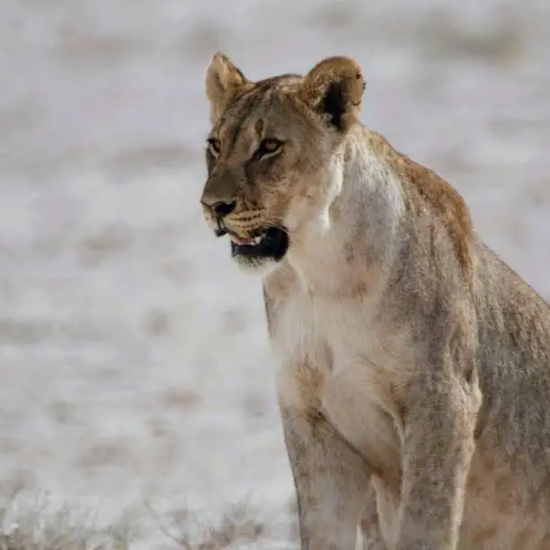 Photo of Lioness etosha namibia