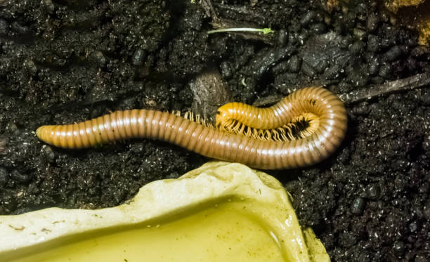 yellow banded orthoporus texicolens a tropical millipede insect pet from america yellow banded orthoporus texicolens a tropical millipede insect pet from america myriapoda stock pictures, royalty-free photos & images