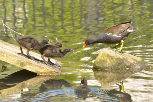 Water hen feeding young chicks. stock photo