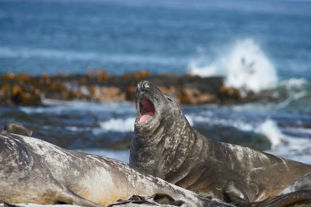 sul do elefante-marinho - animal elephant seal seal yawning - fotografias e filmes do acervo