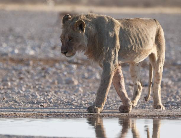 istock Male lion etosha 1071511658