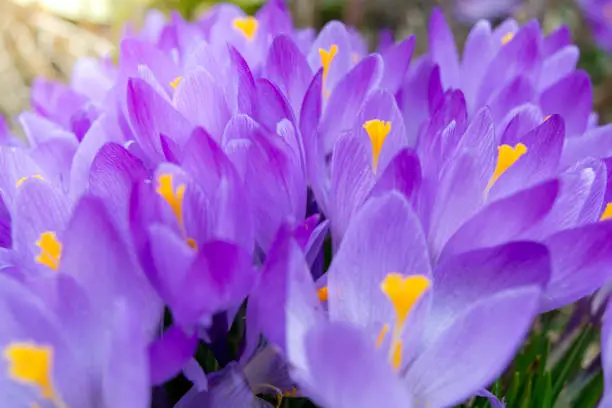 blooming purple crocuses in spring in selective focus