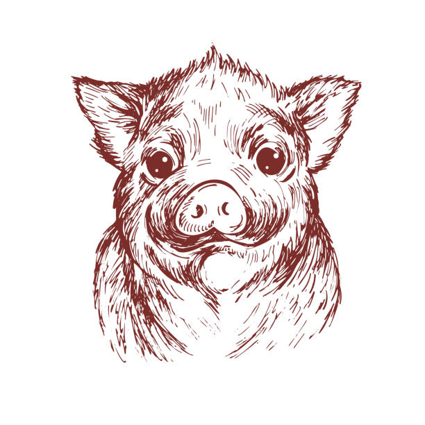 Hand draw a portrait of a little pig. Vector sketch illustration. Symbol of a Chinese New Year 2019. Hand draw a portrait of a little pig. Vector sketch illustration. Symbol of a Chinese New Year 2019 fat humor black expressing positivity stock illustrations