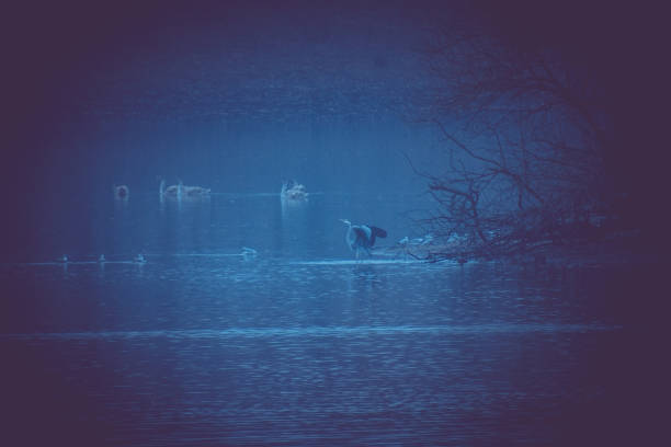 istock Heron on the shore of a pond 1071531600