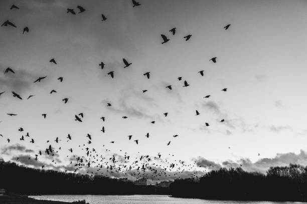 istock flocks of birds fly 1071535676